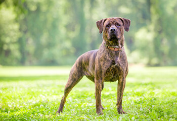 A brindle Cane Corso mixed breed dog standing outdoors