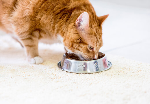 An orange tabby shorthair cat eating food out of a dish