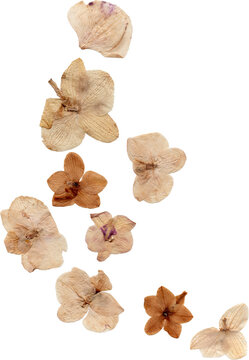 pressed dried orchid flowers png cutout