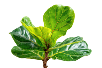 A vibrant Fiddle Leaf Fig plant displaying its characteristic large, lush green leaves with prominent veins and a textured brown stem, isolated. background removed