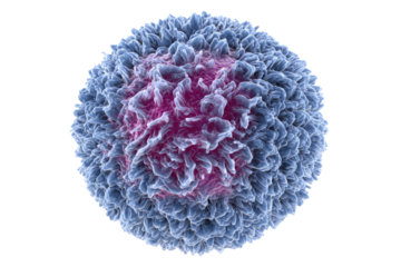 High-resolution visualization of an activated lymphocyte, exhibiting its characteristic irregular surface morphology and cellular structures. background removed