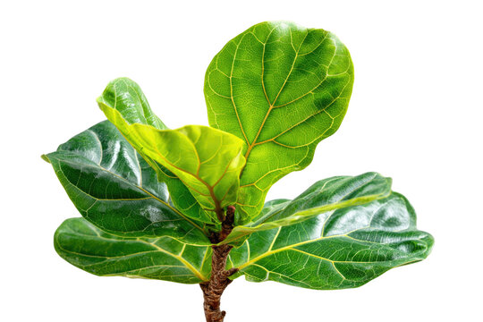 A vibrant Fiddle Leaf Fig plant displaying its characteristic large, lush green leaves with prominent veins and a textured brown stem, isolated. background removed - Powered by Adobe