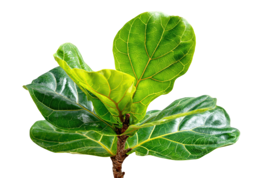 A vibrant Fiddle Leaf Fig plant displaying its characteristic large, lush green leaves with prominent veins and a textured brown stem, isolated. background removed - Powered by Adobe