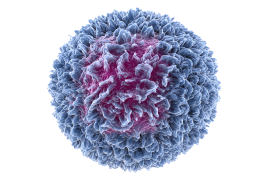 High-resolution visualization of an activated lymphocyte, exhibiting its characteristic irregular surface morphology and cellular structures. background removed