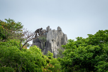 A Germain's langur in its native habitat. A family of Indochinese silvered langurs in a Vietnamese forest. Wild primates in Vietnam. 