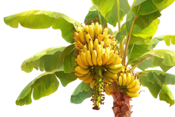 A vibrant banana tree with abundant ripe yellow fruit clusters and broad green leaves, set against a clean, solid background. background removed