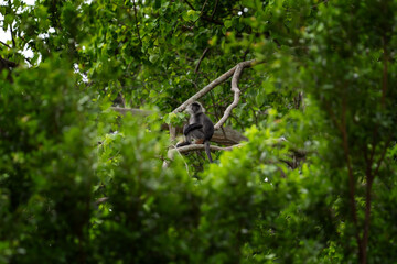 A Germain's langur in its native habitat. A family of Indochinese silvered langurs in a Vietnamese forest. Wild primates in Vietnam. 