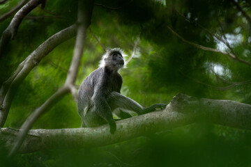 A Germain's langur in its native habitat. A family of Indochinese silvered langurs in a Vietnamese forest. Wild primates in Vietnam. 