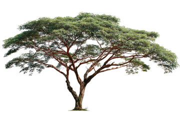 A beautiful, mature tropical tree with a wide green canopy and strong brown branches, isolated against a solid background for easy use. background removed