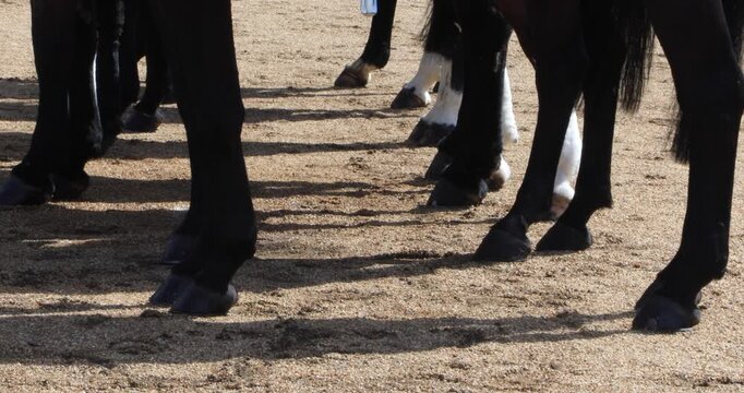 Close view of cavalry horses&rsquo; legs and hooves lined up on a sandy parade ground, showing discipline and symmetry from a ceremonial formation, part of royal or military drill in London.
