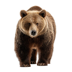 Obraz premium A majestic brown bear stands frontally, looking intensely at the viewer with its powerful presence, isolated on a solid transparent background. background removed