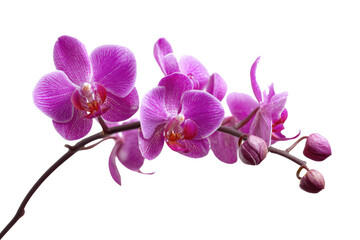 A beautiful branch of vibrant pink Phalaenopsis orchids with multiple open blossoms and delicate buds, against a deep transparent background. background removed