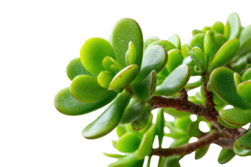 A vibrant close-up of a healthy jade plant, showcasing its plump green leaves and woody stem against a solid transparent background, perfect for botanical themes. background removed