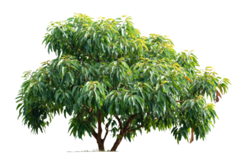 A vibrant, full-bodied green tree with rich foliage and visible brown trunks, isolated against a solid emerald background, ready for digital composition. background removed