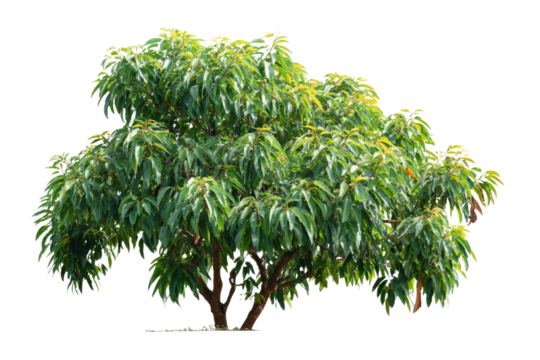 A vibrant, full-bodied green tree with rich foliage and visible brown trunks, isolated against a solid emerald background, ready for digital composition. background removed