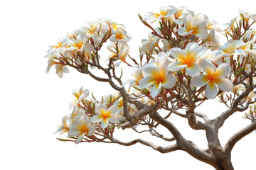 A beautiful frangipani tree in full bloom, showcasing numerous white and yellow Plumeria flowers against a rich green backdrop. Tropical elegance. background removed