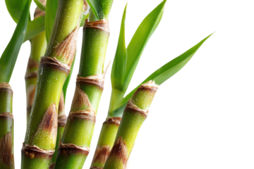 Fresh green sugarcane stalks with visible water droplets and broad leaves, against a solid transparent background, highlighting natural freshness. background removed