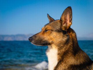 PORTRAIT, CLOSE UP: Side profile of a mixed breed dog sitting peacefully on the rocky coast of Hvar Island. Tranquil blue sea and soft light highlight its serene expression in a quiet summer moment.