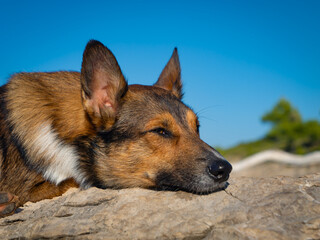 PORTRAIT, CLOSE UP: Sleepy brown dog rests its head on warm sunlit rocks by the Adriatic Sea. The serene expression and tranquil blue sky create a sense of peace and stillness of a summer afternoon.