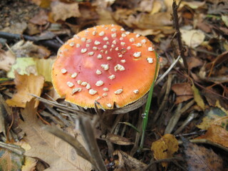 Classic red and white spotted Amanita muscaria mushroom on forest floor among autumn leaves. Iconic fly agaric toadstool symbolizing nature’s beauty and woodland magic in fall season.