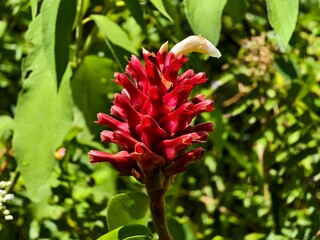 costus flowers with blurry background