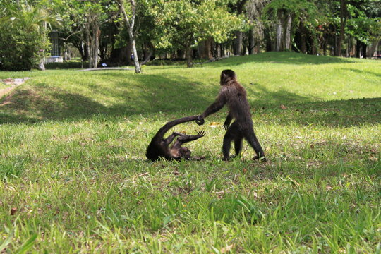 Macacos no Jardim Bot&acirc;nico com filhotes e brincando