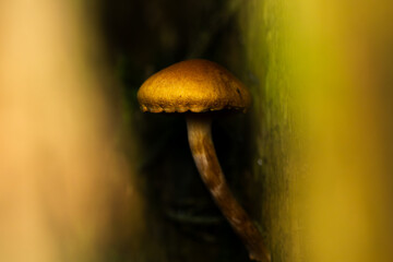 Grzyb między pniami © Pawe