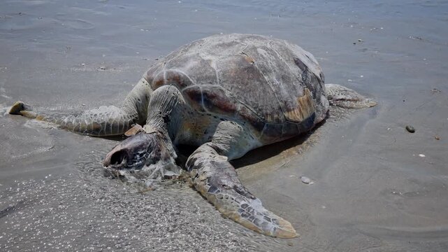 Beached dead sea turtle draws attention to urgent marine conservation, including bycatch, plastic pollution, and critical threats facing ocean biodiversity.