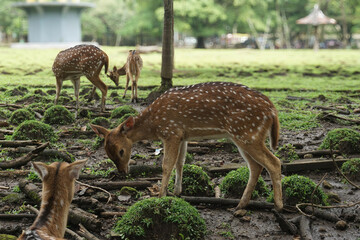 Several spotted deer are in a cage with a wire fence, looking healthy with brown fur with white patterns, in a breeding area with damp ground and grass around it
