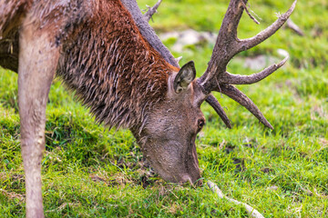 Hirsch - Kopf - Rotwild - Geweih - Wild