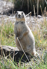 One Prairie Dog