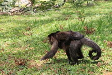 Macaco e sua mãe