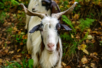 Fototapeta premium Goat looking forward