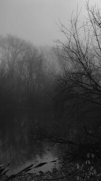 Atmospheric forest, foggy dark spooky forest, horror mood, creepy autumn, vertical panorama 
