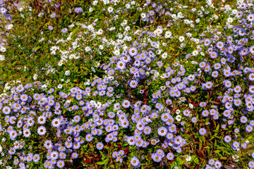 Selective focus of blue and white flowers in garden, European Michaelmas-daisy (Bergaster) Aster amellus is a perennial herbaceous plant in the genus Aster of the family Asteraceae, Natural background