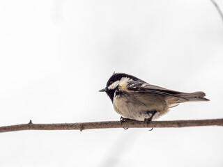 Naklejka premium Beautiful bird Coal tit, lat. Periparus ater, sitting on a branch without leaves in the autumn or winter.