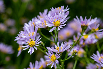 鎌倉251013　海蔵寺12　シオン