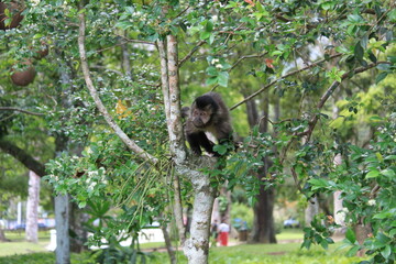 Obraz premium macaco, macaco prego, primata, vida selvagem, wild life, animais, mamífero, zôo, natureza, fauna, monkey