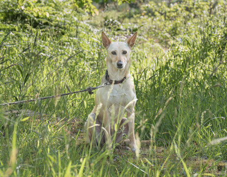 Portuguese Podengo dog sitting in a summer forest