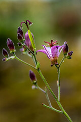 鎌倉251013　海蔵寺8　ホトトギス