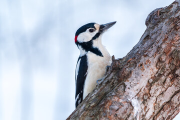 Little woodpecker sits on a tree trunk with snow in winter. The great spotted woodpecker, Dendrocopos major