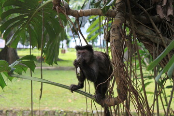macaco, macaco prego, primata, vida selvagem, wild life, animais, mamífero, zôo, natureza, fauna, monkey