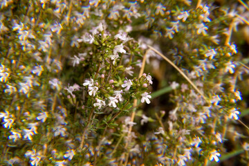 Small white flowers bloom in a lush green field during spring in a serene natural setting
