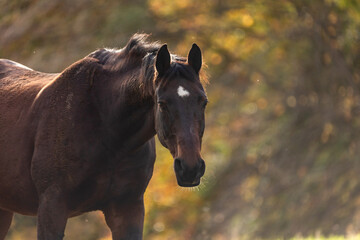 Pferd im herbstlichen Gegenlicht