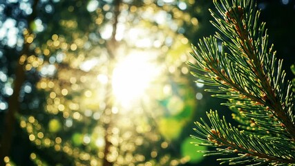 Pine branch sunlight forest bokeh flare evergreen conifer green needles natural environment - Powered by Adobe