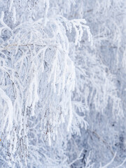 Tree branches in winter covered with snow and frost in snowfall. Frozen tree branches.