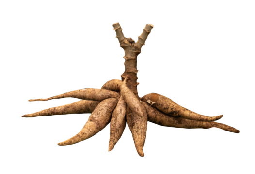 Cassava, Yuca,or Manihot esculenta (L.) Crantz roots on transparent background.