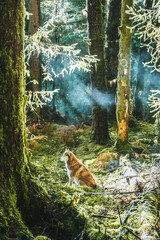 Fototapety na wymiar - Fototapeta24.pl