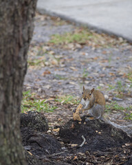 squirrel on the tree
