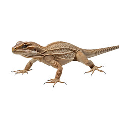 Fototapeta premium Bearded dragon lizard profile isolated on transparent background